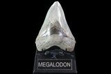 Serrated, Fossil Megalodon Tooth - Georgia #86069-1
